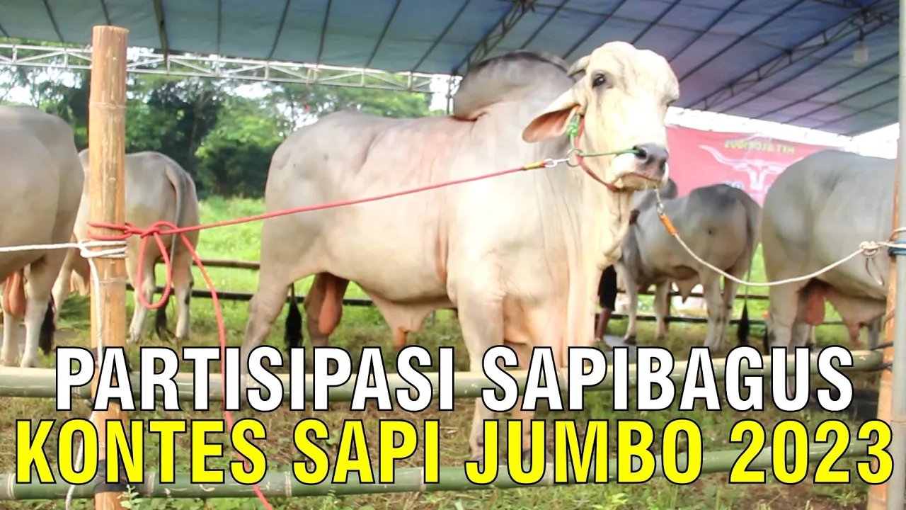
                                 Partisipasi-Kontes-Sapi-Jumbo-2023